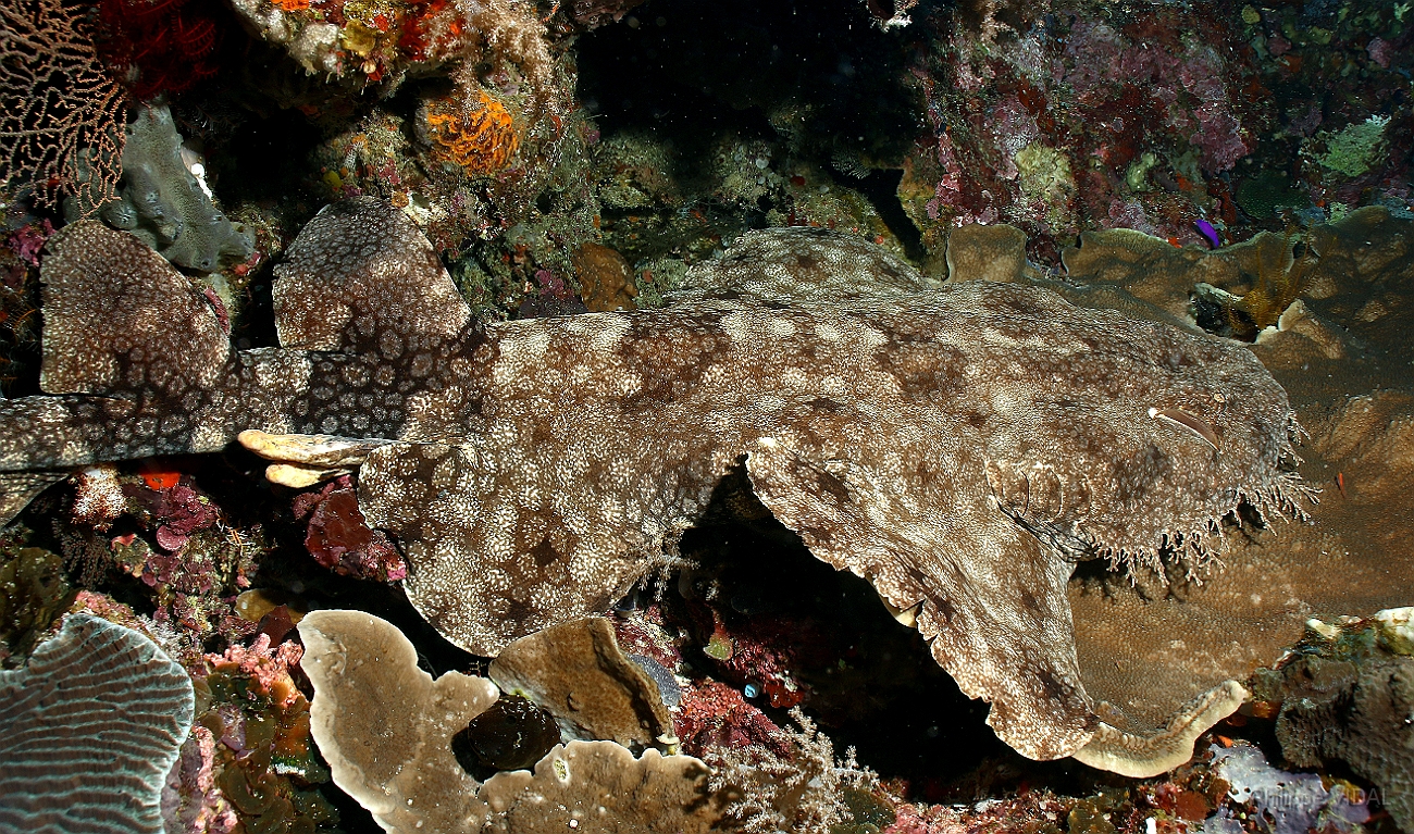 Raja Ampat 2016 - Eucrossorhinus Daypogon - Tasselled Wobbegon - Requin Tapis barbus - IMG_5327_rc.jpg